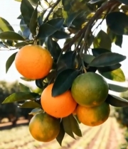  果园枝头挂着的新鲜橙子4705#竖屏 	 