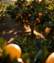  果园里挂满枝头的橙子781#竖屏 	 