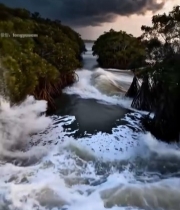  海岸红树林海浪景观3299#竖屏 	 
