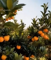  果园橙子树特写1059#竖屏 	 