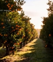  果园橙子树种植景象2602#竖屏 	 