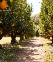  果园中挂在枝头的新鲜橙子2746#竖屏 	 