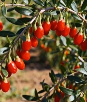  枸杞植株近景实拍2376#竖屏 	 