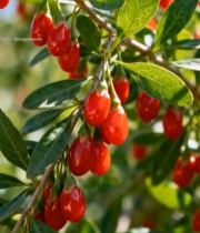  枸杞植株特写797#竖屏 	 