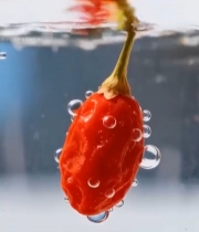  枸杞入水特写素材(1)4049#竖屏 	 