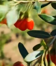  枸杞挂枝特写素材856#竖屏 	 