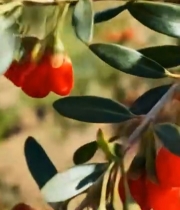  枸杞挂枝特写素材856#竖屏 	 