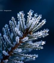  覆霜松枝特写2135#竖屏 	 