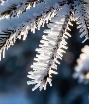  覆雪松枝特写6869#竖屏 	 