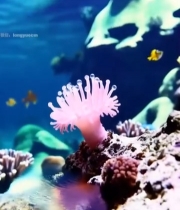  粉色珊瑚微距特写5636#竖屏 	 