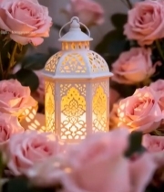  粉色玫瑰中的白色镂空小提灯2051#竖屏 	 