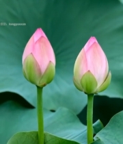  粉色荷花花苞特写5834#竖屏 	 