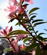  粉色杜鹃花特写(1)1838#竖屏 	 