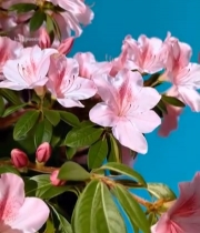  粉色杜鹃花特写(2)3274#竖屏 	 