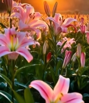  粉百合带露珠特写3381#竖屏 	 