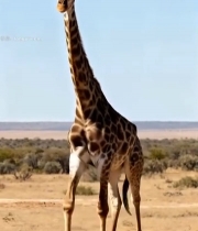  非洲草原长颈鹿漫步素材7855#竖屏 	 