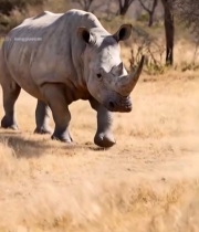  非洲草原上行走的犀牛(1)5997#竖屏 	 