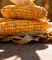  堆叠的成熟玉米棒特写1630#竖屏 	 