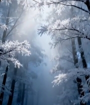  冬日森林雾凇阳光景观1785#竖屏 	 