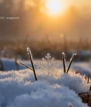  冬日草尖积雪与日出景象5554#竖屏 	 