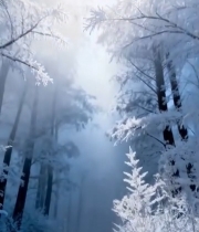  冬日森林阳光雪景素材566#竖屏 	 