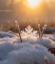  冬日草地积雪与雪花特写6675#竖屏 	 