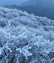  冬日山林雾凇覆盖景观7208#竖屏 	 