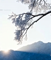  冬日积雪松树与落日景象439#竖屏 	 