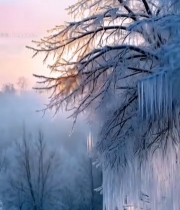  冬日雾凇树木日出景色5228#竖屏 	 