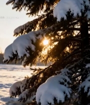  冬日积雪松树与落日景象(1)3677#竖屏 	 