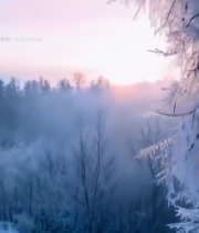  冬日雾凇树木日出景象(1)5631#竖屏 	 