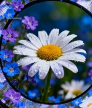  带水珠雏菊及周边花草特写4092#竖屏 	 