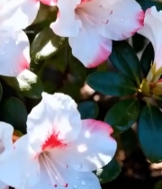  带水珠的粉白杜鹃花特写6501#竖屏 	 