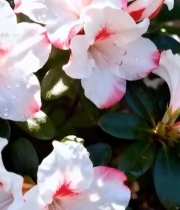  带水珠的粉白杜鹃花特写6501#竖屏 	 