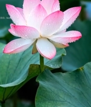  带水珠的粉色荷花特写3548#竖屏 	 