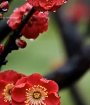  带水珠的红色梅花特写(1)3292#竖屏 	 