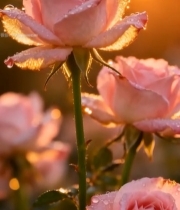  带露珠的粉色玫瑰特写750#竖屏 	 