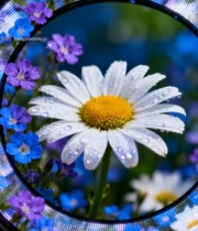  带水珠雏菊及周边花朵特写3142#竖屏 	 