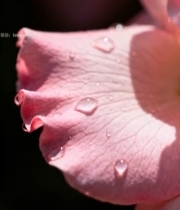  带水珠的粉色玫瑰花瓣5973#竖屏 	 