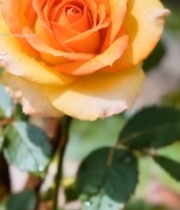  带水珠的橙黄色玫瑰花特写3454#竖屏 	 