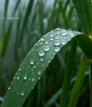  带水珠的绿色草叶特写976#竖屏 	 