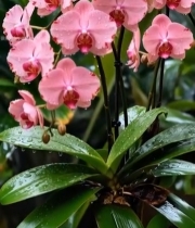  带水珠的粉色蝴蝶兰特写3539#竖屏 	 