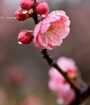  带水珠的粉色梅花特写(1)7087#竖屏 	 