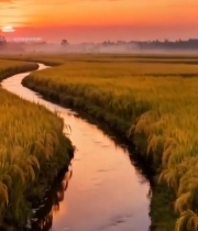  稻田溪流日出美景58#竖屏 	 