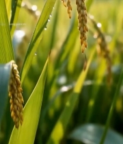  稻田稻穗特写素材6650#竖屏 	 