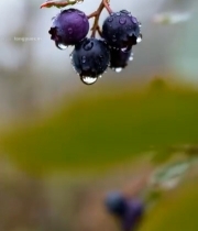  带水珠的新鲜蓝莓果实356#竖屏 	 