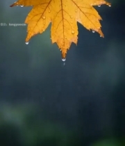  带水珠的秋日枫叶特写4747#竖屏 	 