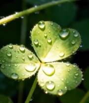  带水珠的三叶草特写6919#竖屏 	 