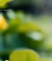  带水珠的黄色花朵特写5836#竖屏 	 