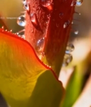  带水珠捕虫植物特写728#竖屏 	 